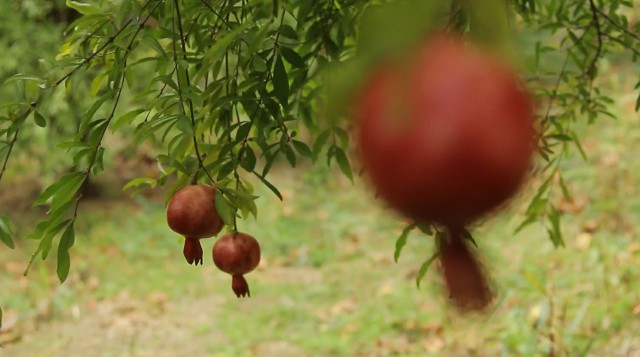 باغداری