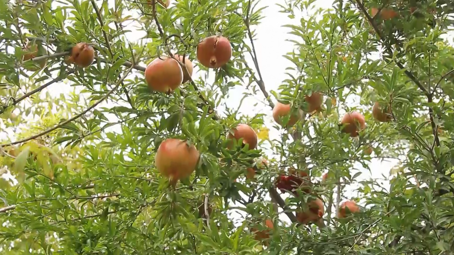 باغداری