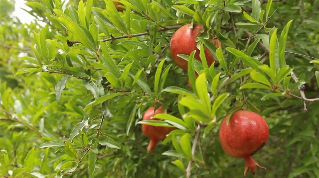 باغداری